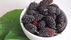 Bột Dâu Tằm Hòa Tan