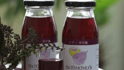 Siro Tía Tô Mơ Muối