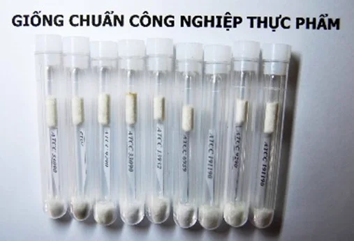 Chủng giống vi sinh